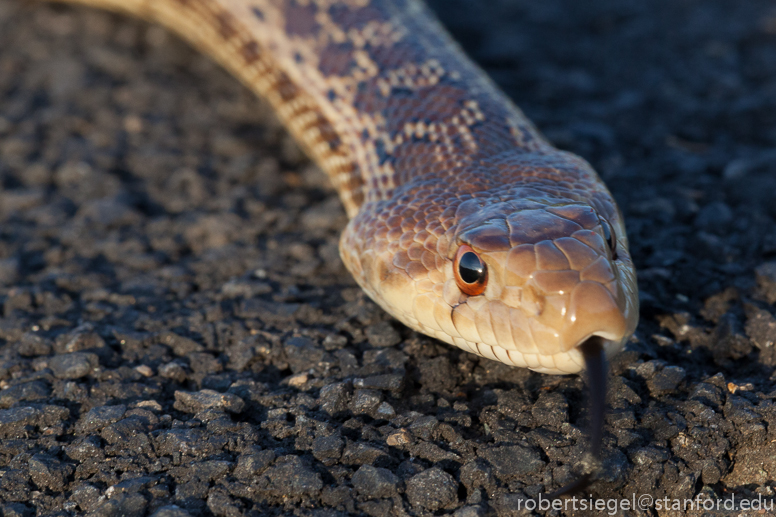 gopher snake